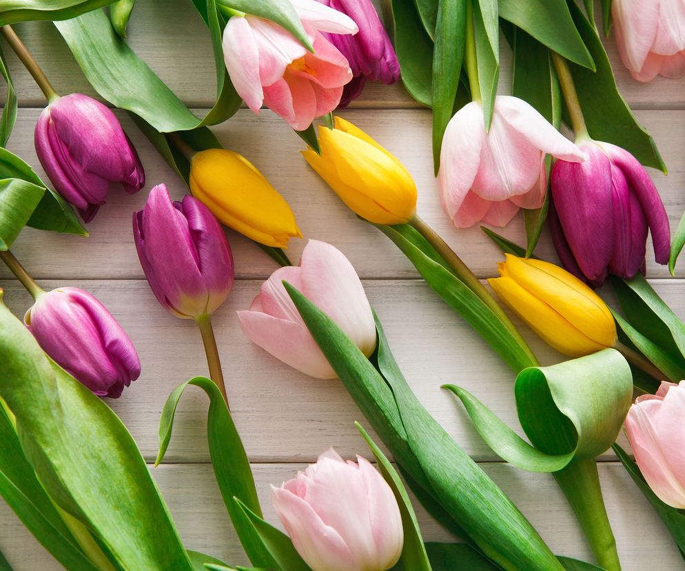 Tulipan może wywoływać reakcje alergiczne.