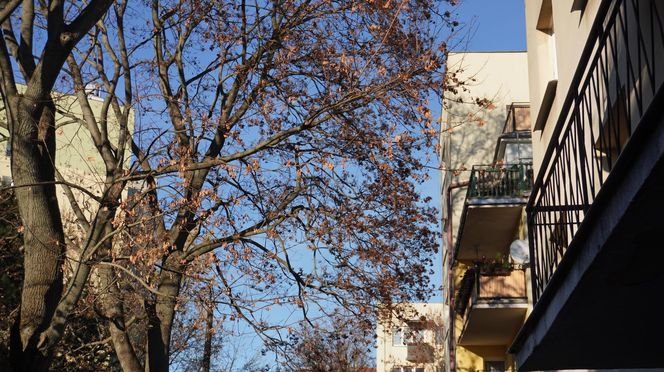 „W lecie nie mamy światła”. Problem z drzewem przy ul. Siewnej w Lublinie