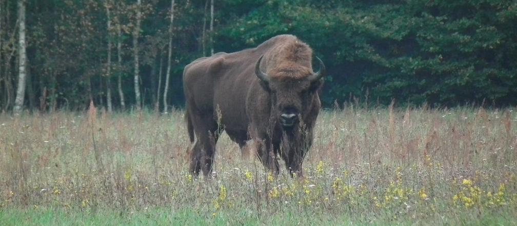 Żubr lubieżnik zakochał się w krowie