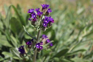 Farbownik lekarski - Anchusa officinalis
