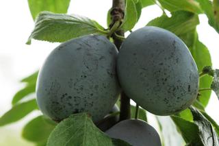 Śliwa ‘Cacanska Lepotica’ - Prunus domestica ‘Cacanska Lepotica’