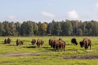 Labirynt w Kurozwękach