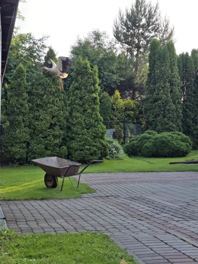 Kajtek bocian podwórkowy