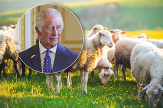 Ukradli owce królowi Karolowi III! Są zarzuty dla rabusiów