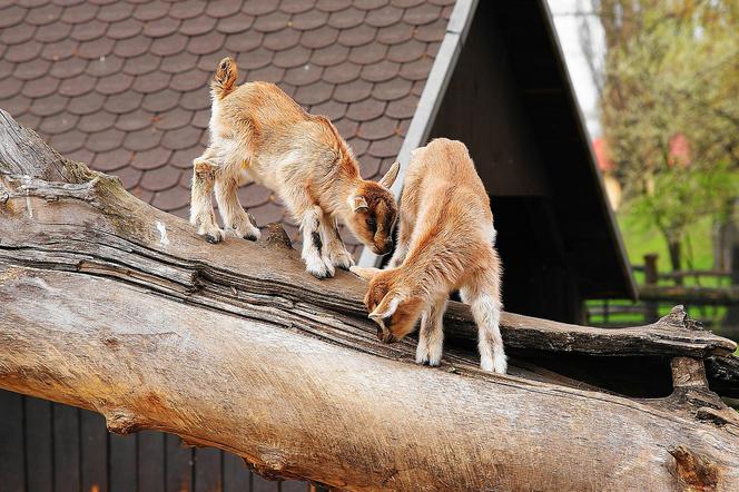 Warszawa na weekend: zoo zaprasza w sobotę na finał Światowego Dnia Zwierząt [PROGRAM]