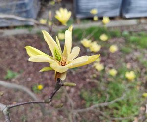 Magnolie - królowe ogrodów i skwerów 