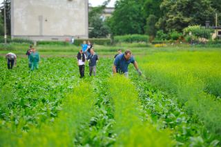 POSEŁ KŁOPOTEK RWIE CHWASTY.
