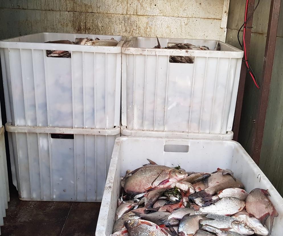 Na lubuskim odcinku Odry zebrano dotąd okolo 25 ton śniętych ryb