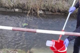 Śnięte ryby w Silnicy. Doszło do zanieczyszczenia? Trwa badanie próbek wody i ścieków