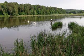 Strażacy ochotnicy uratowali brzydkie kaczątko