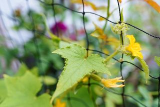 Uprawa ogórka na balkonie