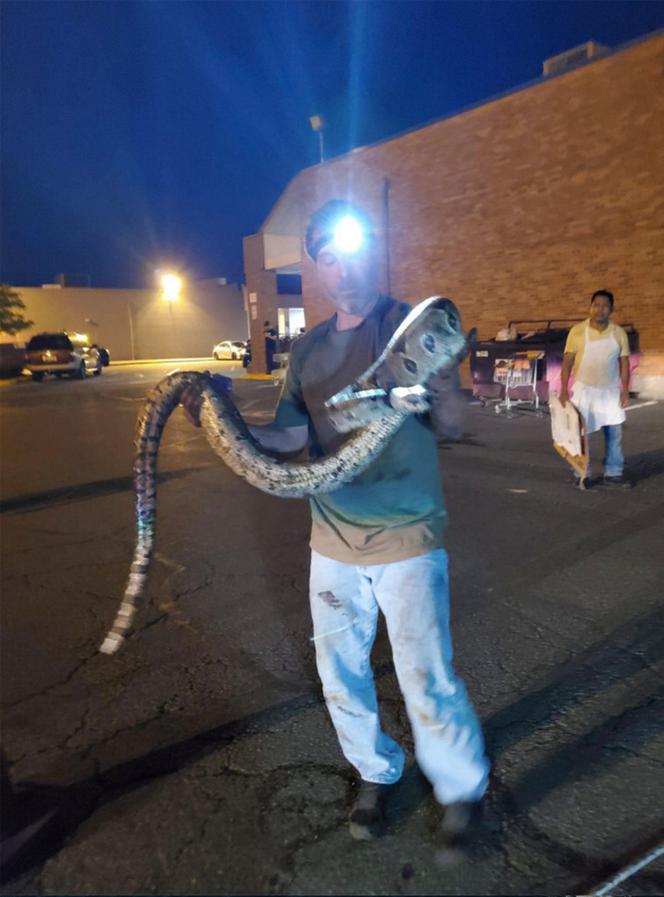 Hodowca gadów uratował wielkiego węża