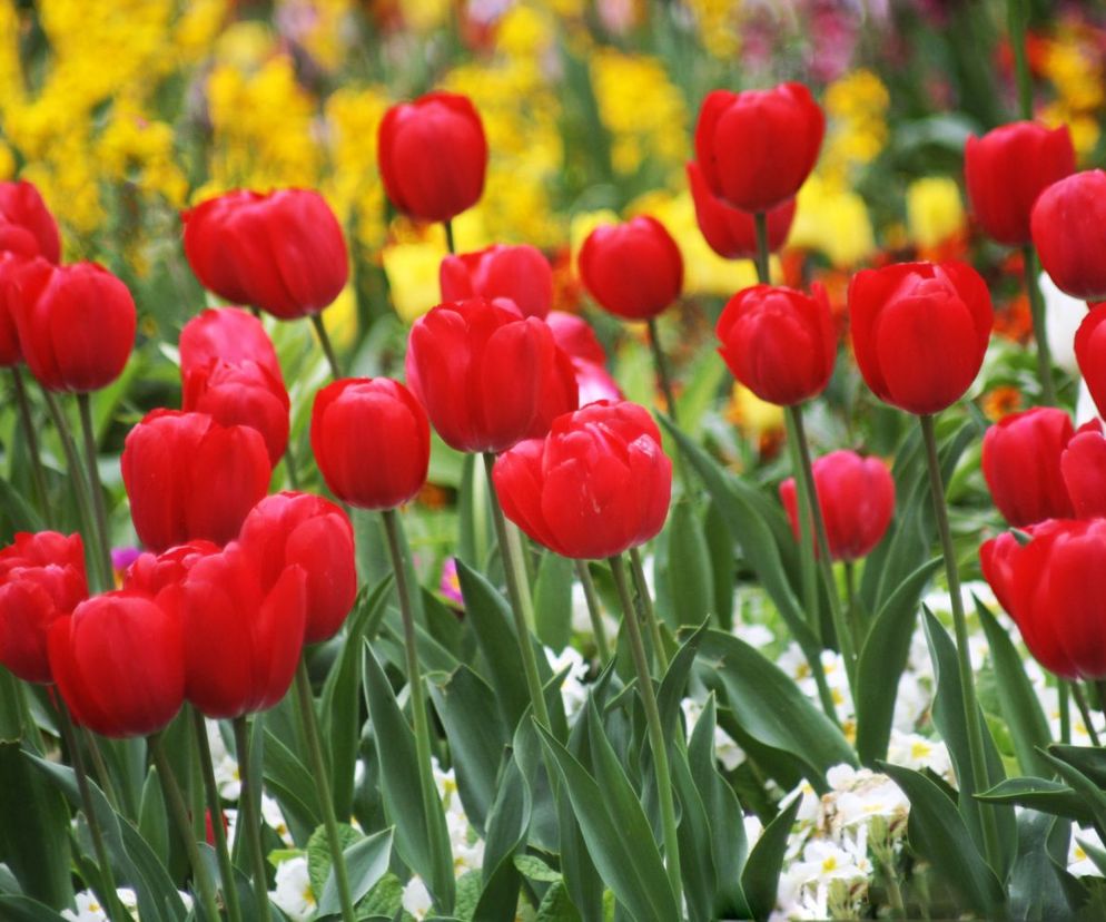 Tulipan