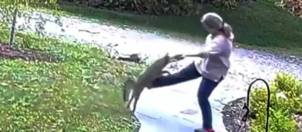 Lis zaatakował kobietę w jej ogrodzie. Był wyjątkowo agresywny! [WIDEO]