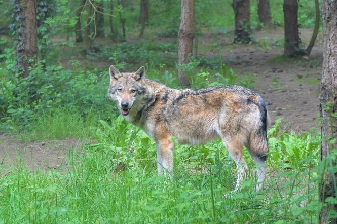 Wilk w Tarnowie 