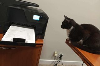 Łatek to kot, który chodzi do szkoły w Środzie Wielkopolskiej