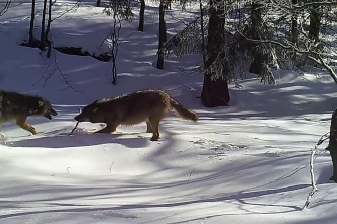 Zobacz, jak wilki harcują w śniegu! Świetne nagranie Babiogórskiego Parku Narodowego [WIDEO]