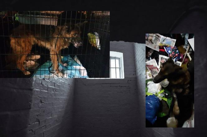 Wstrząsająca historia psa z Mokotowa! Zwierze prawdopodobnie nigdy nie opuściło mieszkania! 