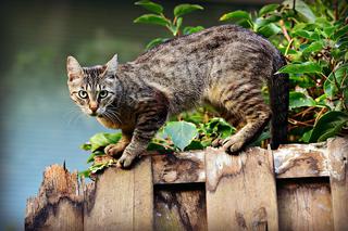 Koty wolno żyjące chroni ustawa i nie można ich przeganiać z działek i z bloków [AUDIO]