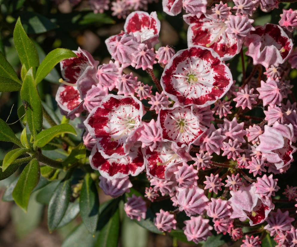 Kalmia szerokolistna