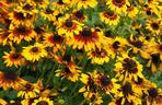 Rudbekia owłosiona