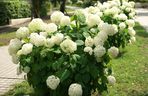 Hortensja drzewiasta 'Anabelle'