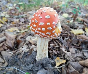 Grzyby, grzybobranie w okolicach Siedlec