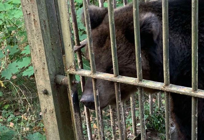 Jak zimą radzą sobie egzotyczne zwierzęta w bydgoskim zoo?