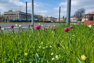 Dzień Ziemi 2025 w Krakowie. Strefa namiotowa i wielki finał pod NCK