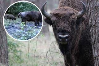 Mija 60 lat od powrotu Żubra w Bieszczady. Polowania na te zwierzęta rozsławiły Bieszczady na całym świecie