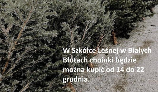 Najtańsze choinki w Bydgoszczy i okolicach. Tu dostaniesz ładnego świerka już za 28 zł