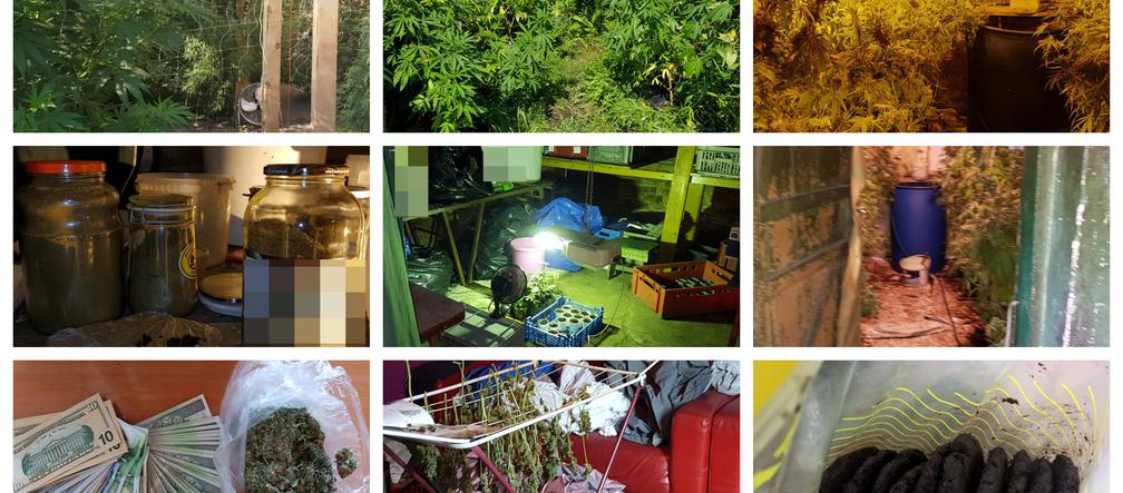 Zlikwidowana plantacja