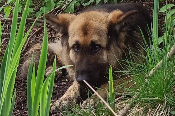 Nawet nie chce patrzeć w kierunku ludzi! Staś został znaleziony na bagnach, gdy walczył o życie [ZDJĘCIA]