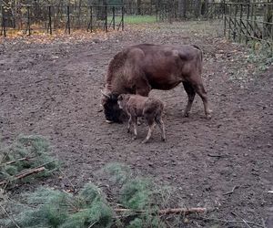 Młodą żubrzyczką w bydgoskim zoo opiekują się babcia i mama. Ona jest od chmur zawracania!