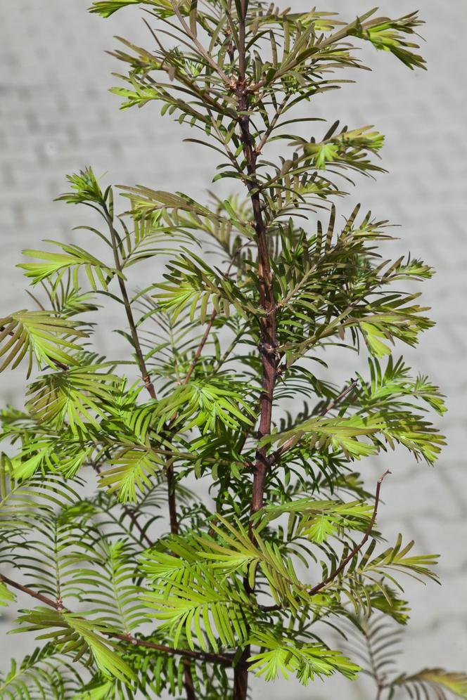 Metasekwoja chińska - Metasequoia glyptostroboides