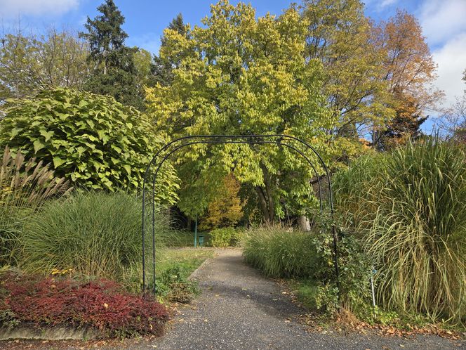Jesień w Ogrodzie Botanicznym UKW. To ostatnia szansa na spacer wśród złotych liści!