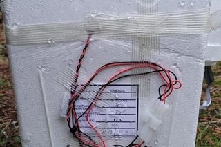 Tajemnicze znalezisko na drzewie w Zduńskiej Woli