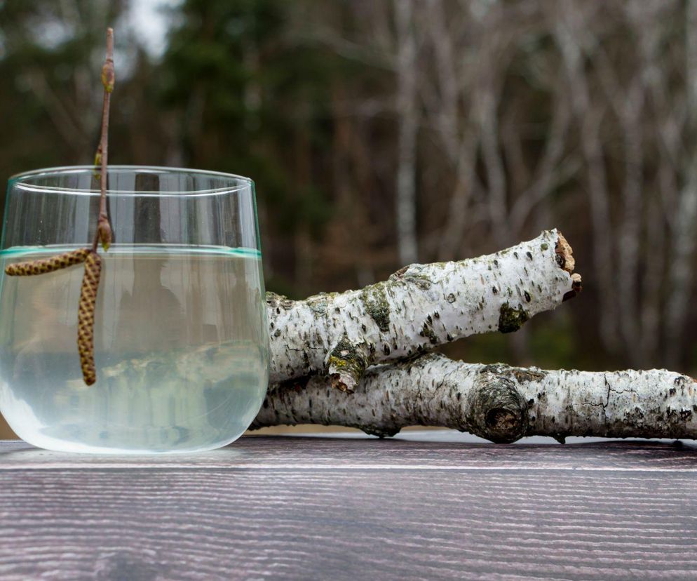 Sok z brzozy (oskoła) – jak go pozyskać i wykorzystać dla zdrowia?