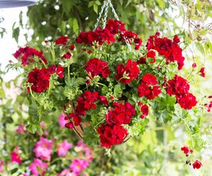 Pelargonia bluszczolistna