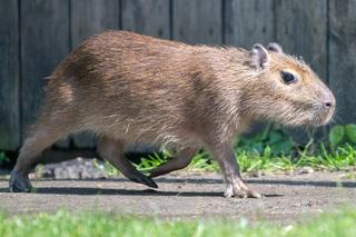 Nowi lokatorzy w łódzkim ZOO! To wielki powrót tych uwielbianych zwierząt