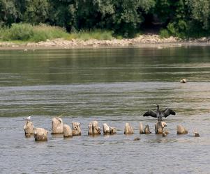 Wisła wysycha, tak źle nie było od lat. „Wszyscy to odczujemy”