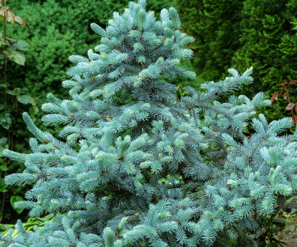 Świerk kłujący 'Hoopsii'