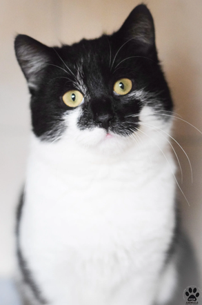Kot do adopcji w zielonogórskim schronisku