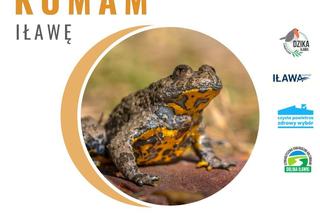 Żabie Uroczysko w Iławie