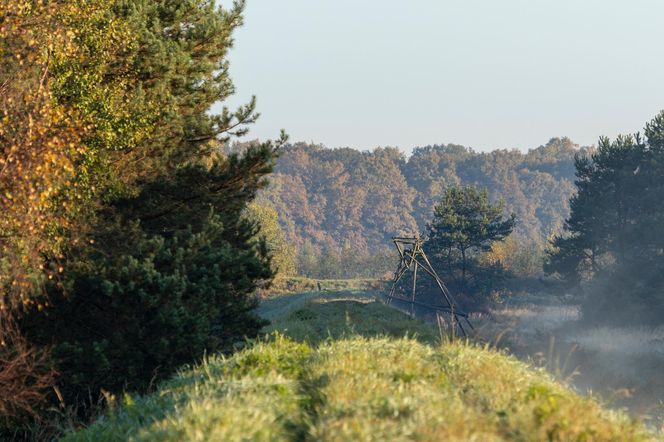 10. Puszcza Niepołomicka – królewski las Małopolski