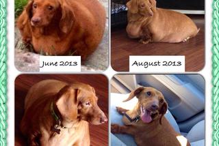 Dennis prawie zmarł z przekarmienia. Jamnik ważył 25 kg! Jak wygląda po intensywnej diecie?