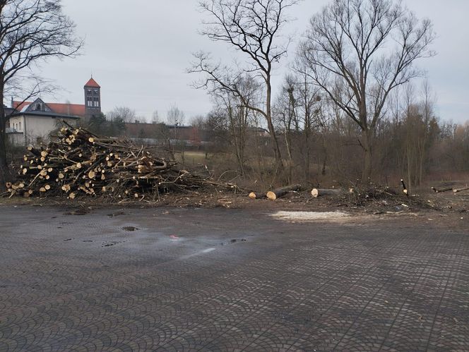 Kontrowersyjna wycinka drzew pod trasę N-Ś w Rudzie Śląskiej. Mieszkańcy: "to jest fałszerstwo na duża skalę, to skandal"