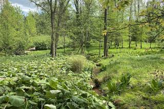 Ogród dendrologiczny w Przelewicach: królestwo natury na aż 30. hektarach! Wyjątkowa kolekcja roślin i tanie bilety! To warto wiedzieć przed wycieczką do arboretum przelewickiego