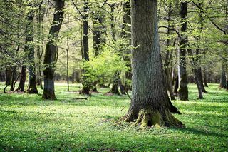 W tym małopolskim lesie polowali niegdyś królowie. Dziś hodują tam żubry 