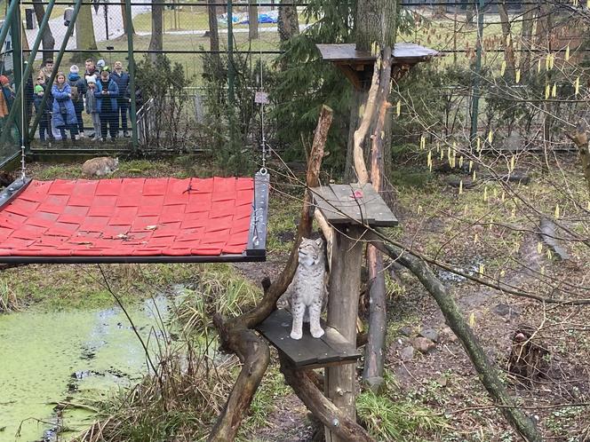 Dzień kota w łódzkim zoo. To doskonała okazja na obserwowanie nowego osobnika